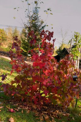 Liquidambar styraciflua 'Rotundiloba' - ambroň západní - celek podzim